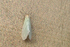 Leuculodes