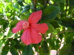 Hibiscus clayi