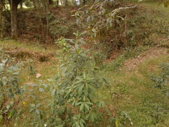 Sapium stylare