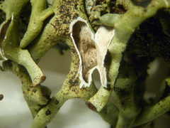 Hypogymnia gracilis