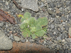 Myosotis brevis