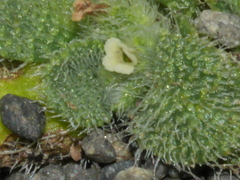 Myosotis brevis
