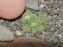 Myosotis brevis