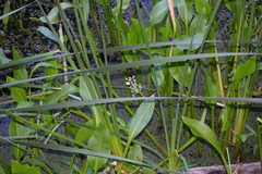 Sagittaria sanfordii