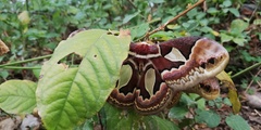 Rothschildia jacobaeae