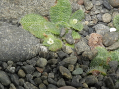 Myosotis brevis