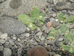 Myosotis brevis