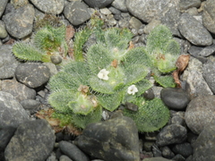 Myosotis brevis