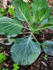 Brassica oleracea capitata