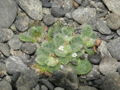 Myosotis brevis