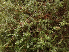 Galianthe bogotensis