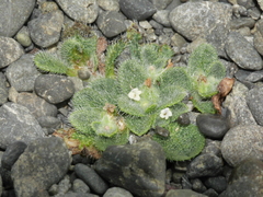 Myosotis brevis