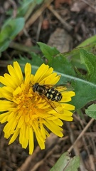 Dasysyrphus intrudens