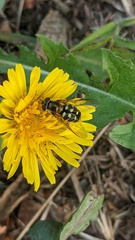 Dasysyrphus intrudens