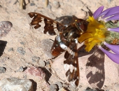 Exoprosopa caliptera