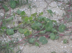 Hydrocotyle bonariensis