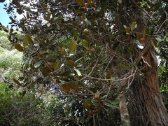 Planchonella sandwicensis