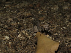 Thyreonotus bidens