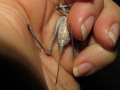 Thyreonotus bidens