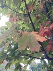 Acer