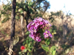 Lippia rotundifolia