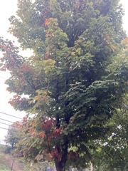 Acer