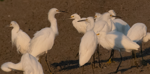 Snowy Egret photographed in Nebraska