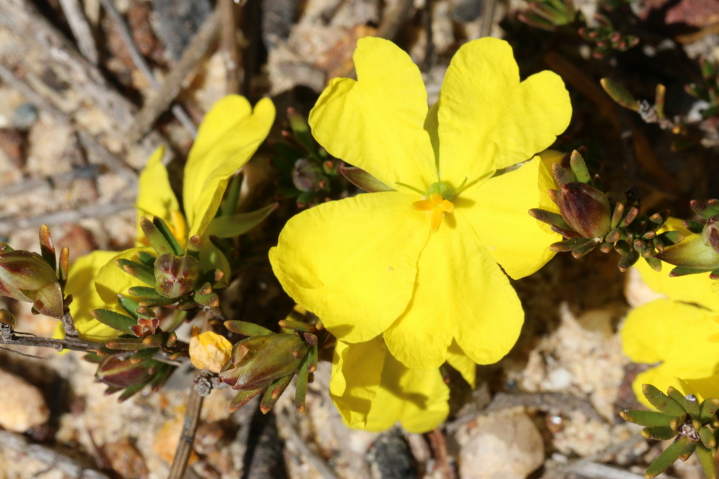 Hibbertia pustulata