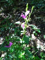 Hypoestes purpurea