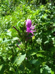 Hypoestes purpurea
