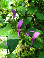Hypoestes purpurea