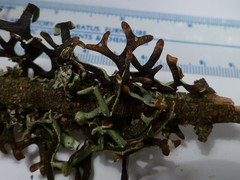 Hypogymnia gracilis