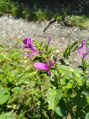 Hypoestes purpurea