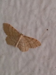 Idaea fuscovenosa