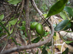 Alyxia stellata