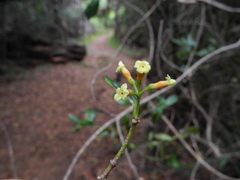 Alyxia stellata