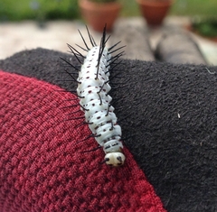 Heliconius charithonia