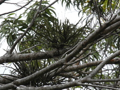 Korthalsella complanata