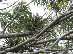 Korthalsella complanata