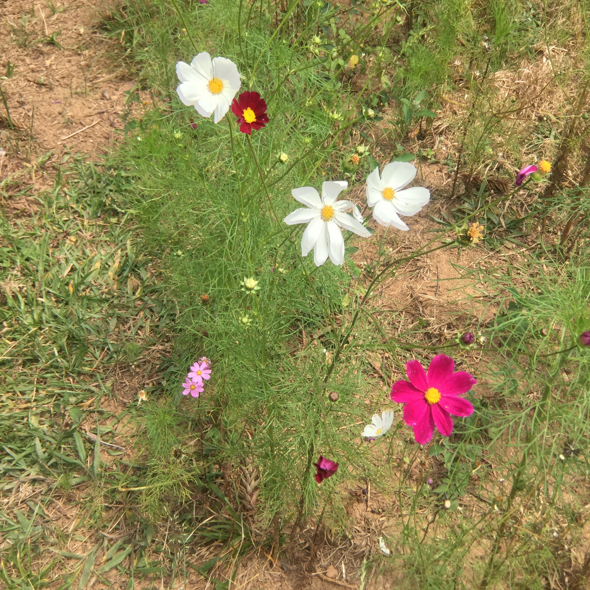 Cosmos bipinnatus