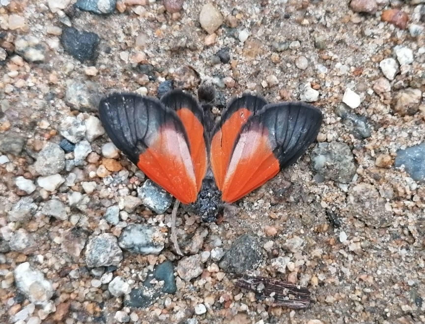 Eudule ficulnea