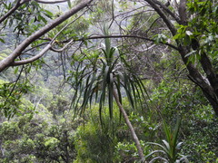 Pleomele aurea