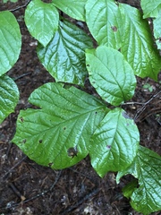 Styrax grandifolius