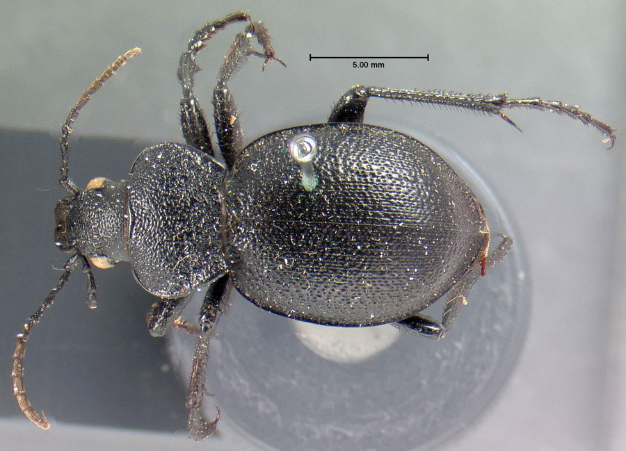 Calosoma discors