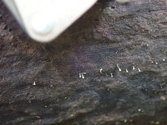 Trichoderma flavipes