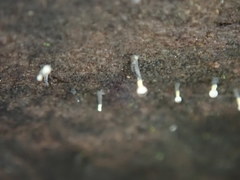 Trichoderma flavipes