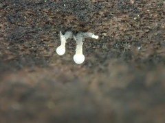 Trichoderma flavipes