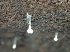 Trichoderma flavipes