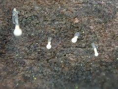 Trichoderma flavipes