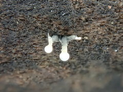 Trichoderma flavipes